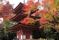 【中古】 極める・日本の美と心 京都の名刹 8 一休寺・浄瑠璃寺 中古】 極める・日本の美と心 京都の名刹 8 一休寺・浄瑠璃寺 その他