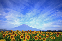 富士山と青い花畑の風景 今が見ごろ！富士山をバックに虹色に彩る花畑「虹の花まつり」10