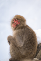 地獄谷野猿公苑にて撮影した座る猿[10743000425]の写真・イラスト素材