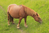 尻屋崎の寒立馬[10769001386]の写真・イラスト素材｜アマナイメージズ