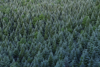 針葉樹 森林のリース  No.52 10828001102.jpg