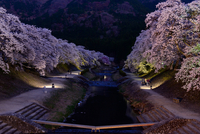 現代アート「桜並木のライトアップ」（3D painting） 現代アート「桜並木のライトアップ」（3D painting） 桜並木の