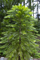 ジュラシックツリー の写真素材 イラスト素材 アマナイメージズ