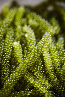 海ぶどう の写真素材 イラスト素材 アマナイメージズ