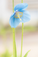 青いケシ ブルーポピー の花 の写真素材 イラスト素材 アマナイメージズ