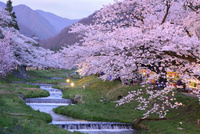 夕方桜 10878000048.jpg