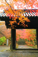 水彩画ジクレー版画「秋月城跡 黒門の紅葉」（朝倉市）