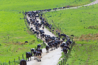 牛の群れ[10990001922]の写真・イラスト素材｜アマナイメージズ