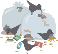 ゴミを荒らすカラス の写真素材 イラスト素材 アマナイメージズ