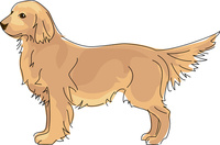 犬 ゴールデンレトリーバー の写真素材 イラスト素材 アマナイメージズ