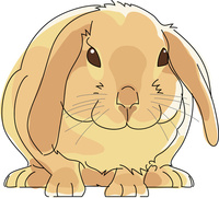 ウサギ ロップイヤー の写真素材 イラスト素材 アマナイメージズ