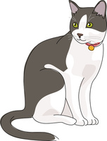 猫 日本猫 白黒[11002068704]の写真・イラスト素材｜アマナイメージズ
