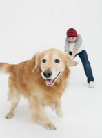 犬に引っ張られる少年 の写真素材 イラスト素材 アマナイメージズ