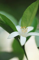 レモンの花 の写真素材 イラスト素材 アマナイメージズ