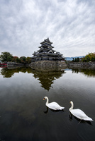 松本城のお堀を泳ぐ白鳥[11023024384]の写真・イラスト素材｜アマナ