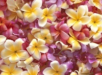 花びら プルメリア の写真素材 イラスト素材 アマナイメージズ