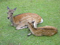 金属製　鹿の親子2体セット 鹿の親子[11069004167]の写真・イラスト素材｜アマナイメージズ