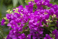 ブーゲンビリア② ≪先行予約≫産地直送 ブーゲンビレア 赤系 5号鉢（鉢横幅約15cm