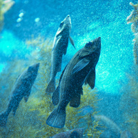 水中の魚 の写真素材 イラスト素材 アマナイメージズ