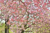 ハナミズキの花に八重桜の背景 の写真素材 イラスト素材 アマナイメージズ