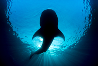 ジンベエザメ の写真素材 イラスト素材 アマナイメージズ