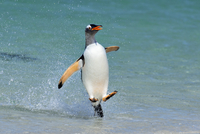 油彩画 ジェンツーペンギン pair-of-gentoo-penguins.jpg?s=