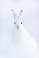 ゆきうさぎ様ご確認ページ 雪うさぎ様確認用 ゆきうさぎ様確認用生地 ゆきうさぎ☺︎6.26→6.14