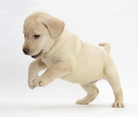SANDICAST ラブラドールレトリバー 子犬 リアルサイズ アメリカ製 犬 SANDICAST ラブラドールレトリバー 子犬 リアルサイズ アメリカ製 犬