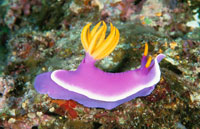 シンデレラウミウシ の写真素材 イラスト素材 アマナイメージズ