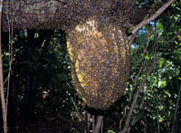 天然のミツバチの巣[20007004222]の写真・イラスト素材｜アマナイメージズ