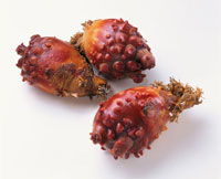 ほや の写真素材 イラスト素材 アマナイメージズ