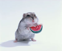 スイカを立って食べるジャンガリアンハムスター[21033000120]の写真