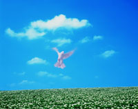 青空と白い鳥[22321007295]の写真・イラスト素材｜アマナイメージズ