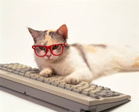 メガネをかけた猫とキーボード[22451011765]の写真・イラスト素材