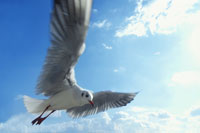 空をイメージする鳥 ブラインドに入って撮りました、何時間も待って近くにきた時は