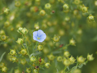 亜麻の花と実 の写真素材 イラスト素材 アマナイメージズ