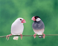 白文鳥と桜文鳥[25023048133]の写真・イラスト素材｜アマナイメージズ