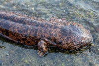 オオサンショウウオ[25023070291]の写真・イラスト素材｜アマナイメージズ