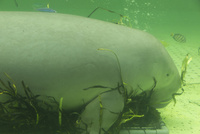 鳥羽水族館 ジュゴン の写真素材 イラスト素材 アマナイメージズ