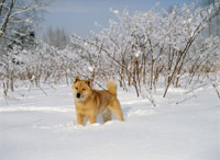 北海道犬写真集 25232002138.jpg