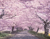 DouglasLaingEpicurean&TheIleachCASK(桜並木様 25329003734.jpg