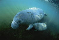 マナティ の写真素材 ストックフォト アマナイメージズ