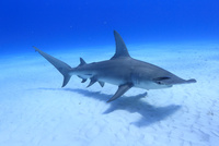 美しい海を泳ぐグレートハンマーヘッドシャーク の写真素材 イラスト素材 アマナイメージズ