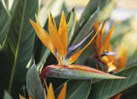 ストレリチア 極楽鳥花 冬 の写真素材 イラスト素材 アマナイメージズ