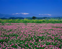 レンゲ畑と蔵王連山[25664002636]の写真・イラスト素材｜アマナイメージズ