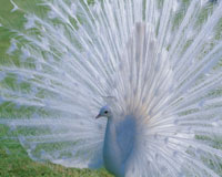 白孔雀 優雅な白孔雀との一日 (江田島） - YouTube