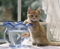金魚と仔ねこ[25918004584]の写真・イラスト素材｜アマナイメージズ