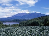キャベツ畑と浅間山[28056002329]の写真・イラスト素材｜アマナイメージズ