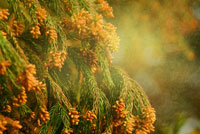 杉の花粉 ④ High-speed ]スギ花粉の飛散 Cedar Pollen Dispersal ( Shot on
