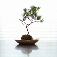 ミニ盆栽 の写真素材 イラスト素材 アマナイメージズ